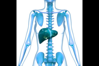 Fatty Liver